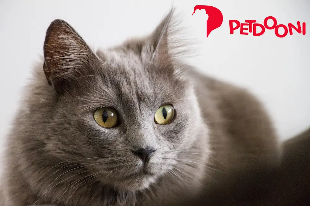 بهترین غذای خشک گربه پرشین در پت شاپ آنلاین پتدونی 1404 | مقایسه ۵ برند محبوب و تخصصی